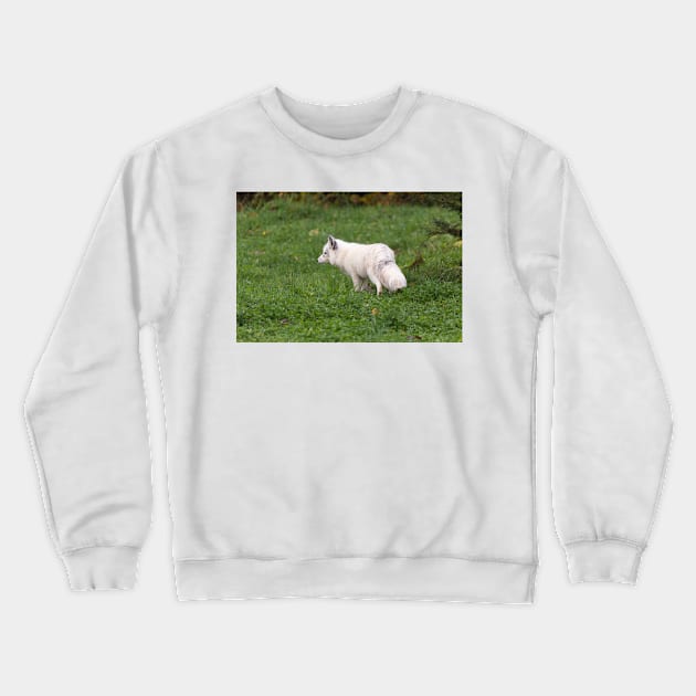 Arctic Fox Crewneck Sweatshirt by josefpittner